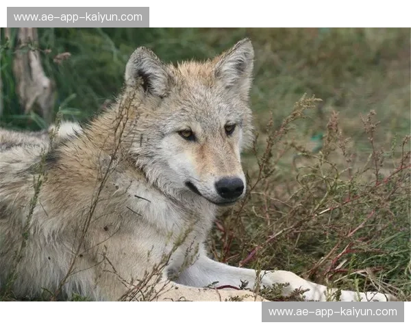 烈焰焚城对比狼群围猎：太阳与森林狼，西部权力的野望与宿命之战